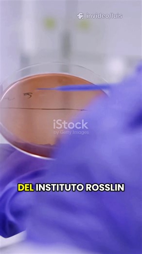 🧬 Dolly: la oveja que cambió la ciencia ¿Sabías que una oveja reescribió los libros de biología? 🐑✨ Dolly fue el primer mamífero clonado a partir de una célula adulta, tras 277 intentos fallidos y gracias a la transferencia nuclear de células somáticas. Descubre el impacto científico y ético que abrió debates sobre clonación, bioética y el futuro de la biotecnología. 🔹 Mira este fascinante relato y sorpréndete con la ciencia detrás de Dolly. 🔹 Compártelo si te interesa la ciencia. 🔹 Dale li