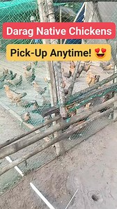 175K views · 2.2K reactions | Experience the finest Darag native chickens! Visit us anytime to pick up your orders or schedule a farm tour—just make an appointment. Fresh, local, and ready for you! For faster transaction, contact 0995-722-2066. HAPPY FARMING! ^^ | SirJuan Agriventure | Facebook