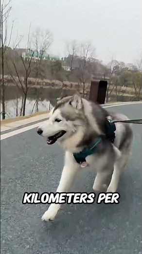How Fast Can Dogs Run? Amazing Facts About Their Speed and Energy 🐶💨