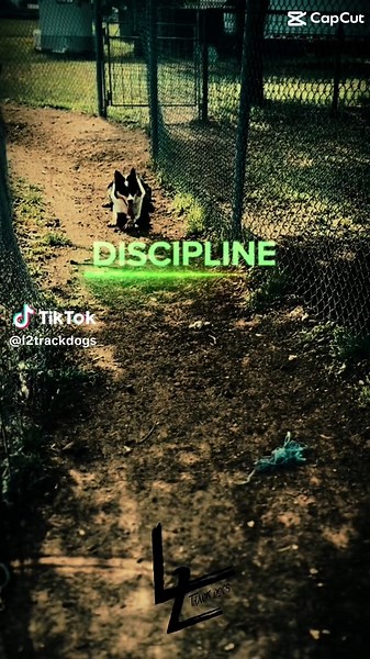 Discipline. #l2trackdogs #trackingforsuccess #trackdog #sheepdog #goatdog #bordercollie #workingdog #2025goals #stockshow