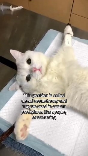 Understanding Dorsal Recumbency in Animals