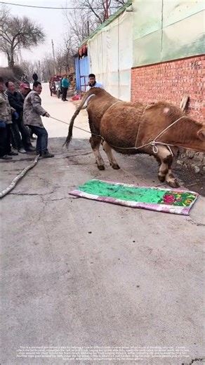 Laying Down a Dystocic Cow for Assisted Calving