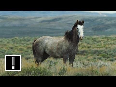 America’s Wild Horses Are Under Threat | NBC Left Field