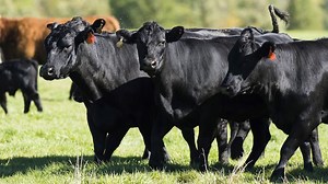 Tyson Foods joins U.S. cattle traceability program