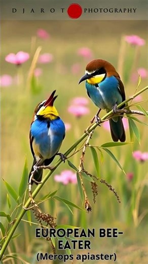 European Bee eater (Merops apiaster)#Shorts#BirdEducation#WildlifePhotography