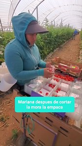 Mariana Baeza cortando y empacando la Mora. | Miguel Pelayo
