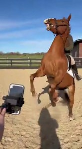 He did NOT approve of the selfie stick. #HorsePanic #SelfieStick #BarnChaos #RealHorseLife #UnexpectedMoment #HorsePeople #CaughtOnCamera | Nikki Skyes