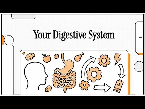Your Digestive System