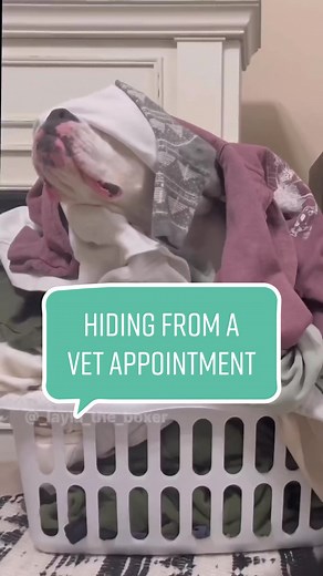 Funny Dog Skit: Hiding from a Vet Appointment