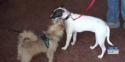 Rockingham-Harrisonburg SPCA hosts Bingo Night fundraiser at Broad Porch Coffee and Cafe