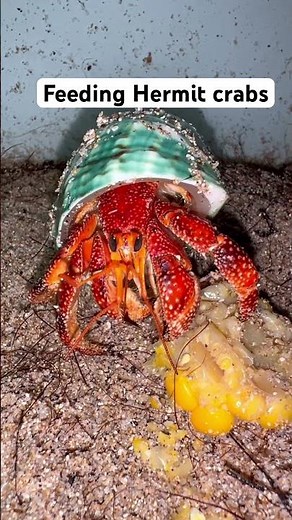 Feeding hermit crabs: What they actually eat! #turtle #crab