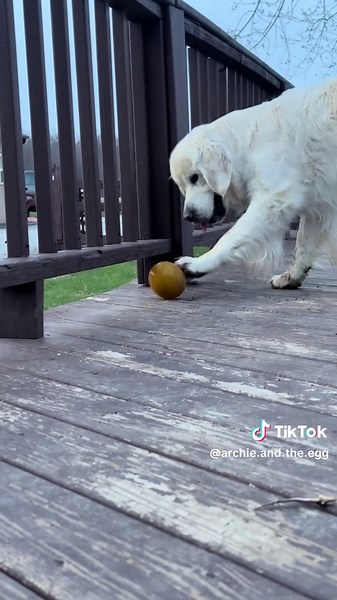 Gentle Golden Retriever Egg Roll Prank