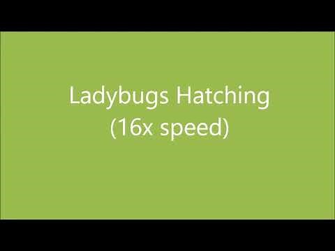 Lady Bugs Hatching at 16x Speed