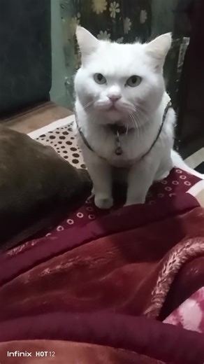 sharo (@sharo_302_)’s videos with original sound - sharo