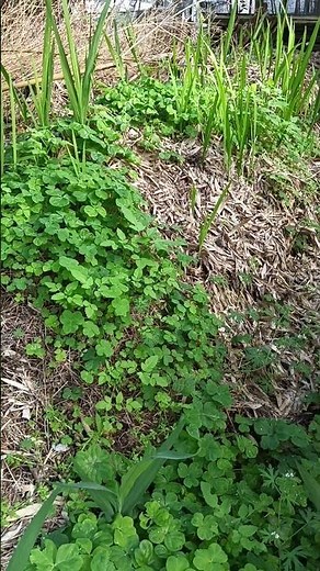 草を積み重ねて腐葉土を作っている