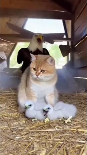 Cat vs Eagle Chicks… Then Dad Arrives 😳🐱🦅#cat #pets