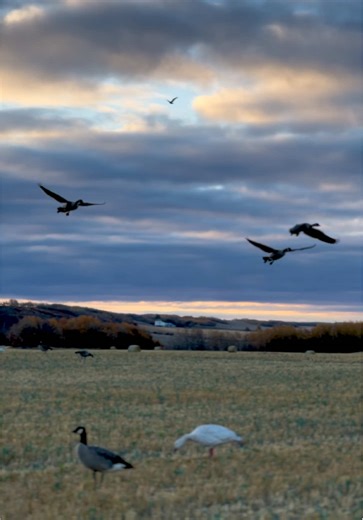 The feeling watching groups of birds decoy 😩😍 #hunt #waterfowl #sunrise #geese #birds