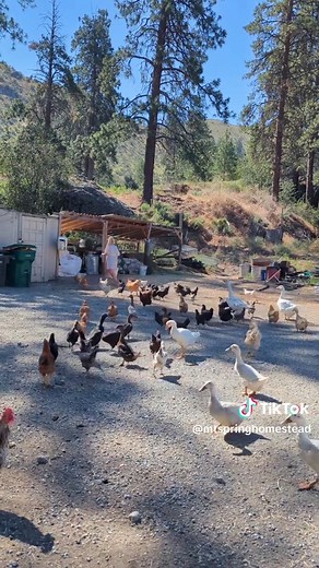 Discover Life on a Backyard Chicken Farm