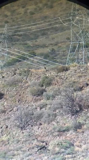 Great shooting young man! Take a lesson, shoot a buck! 🎯 💪 | Precision Hunting Supply