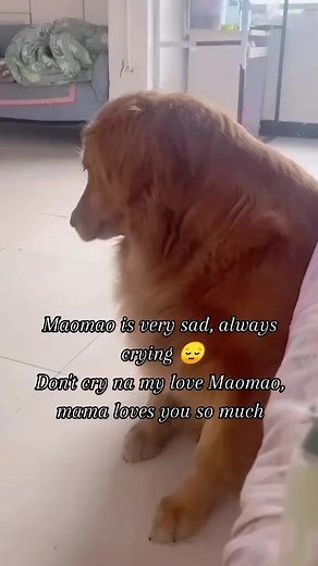 1.6M views · 10K reactions | Don't cry Maomao, mama watching and guide you❤️ #doudoumaomao #maomao #doudou #doglover #animallover #cleverdog #dog #goldenretriever #tiktokviral #fypfacebookreels #viralreels #fbreelsvideo #reels2023 #reelsvideo #fypreels #reelsfb #reelsviral #fypシ゚viral | Jorelyn Rizardo | Facebook