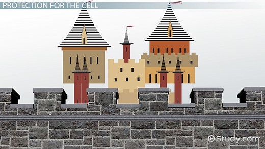 Carbohydrates in the Cell Membrane | Overview & Function