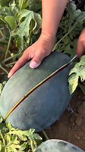 asmr satisfying opening appetizing watermelon #watermelon #opening #sweet #fresh #oddlysatisfying #nature #juicy | Aji Gunawan