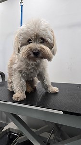 Bubblebee DOG GROOMING | Bubble Bee | Facebook