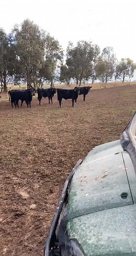 Something spooked the weaners last night. 150 of them straight through the fence. #cattle #anguscattle #angus #weaning #weaners #fml #farming #ranching #fencing #fencingcontractor #fixing