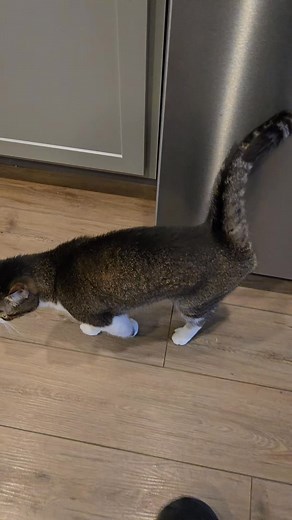 22 reactions · 5 comments |  My cat starting Monday with a full-on tail rave while I’m still loading like a 90s computer藍 Happy monday yall! #catlovers | Cassie Cloud | Facebook