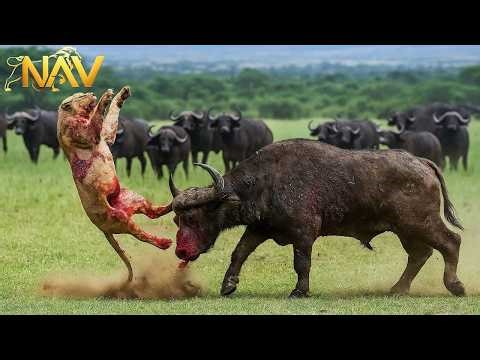 Epic Animal Battles: Nature's Most Savage Showdowns | Wild Animals