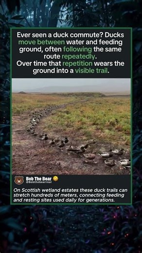 The Duck Train That Never Ends