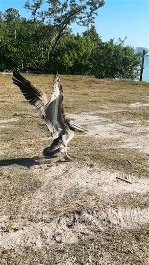 This brown pelican arrived with fishing line wrapped around one wing and a hook impaled in the other. Thanks to a swift rescue and a healing stay in our avian hospital, he got his second chance! Entanglements can lead to limb loss, severe infection, or further injury if the line snags on something else. Small habits save wild birds: pack out every piece of fishing line, hook, and gear—always leave your fishing spot clean. 🚮 #wildliferescue #animallovers #leavenotrace #conservation #sarasota #fl