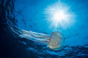 Your Top 10 Jellyfish Questions Answered - Ocean Conservancy