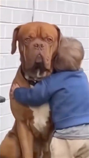 Babies Loving Dogs Compilation... 😂😂