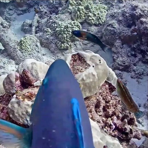 Get Out of the Way! | MEGA Lab Cam | Hawaii live stream