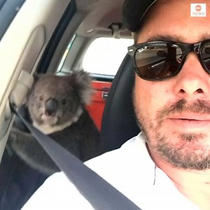 10M views · 153K reactions | SURPRISE VISITOR: This adorable koala...