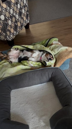 Wacky dog | Tammy J. Mackey