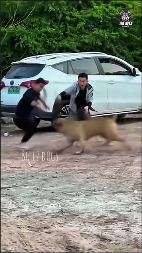 Terrifying Boerboel dog attack on man!