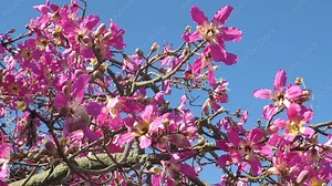 Flowers of floss silk tree in slow motion 180fps Stock Video