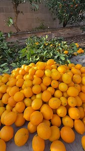 Lemon tree pruning, How I preserve lemon in two different ways #lemon #preserve #juice #fyf #cooking | My Pakistani American life
