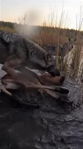 Mud, Hooves, Survival — Moose Mom and Wolves #Wildlife #NatureShock #POV