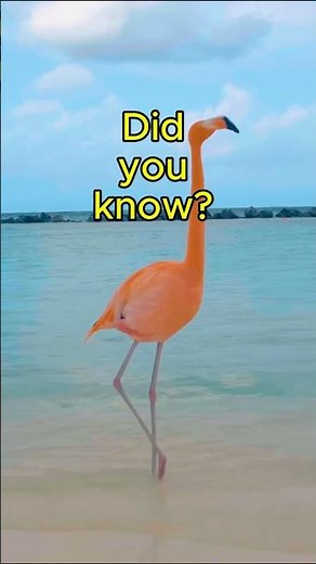 Did You Know About Aruba's Flamingo Beach?