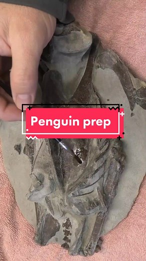 5 months if work and the fossil penguin is now finally revealed! it's an unknown species at the moment but will get it donated to a museum so they can study it further. #fossil #penguin #discovery #bone #unknown #miocene #nz