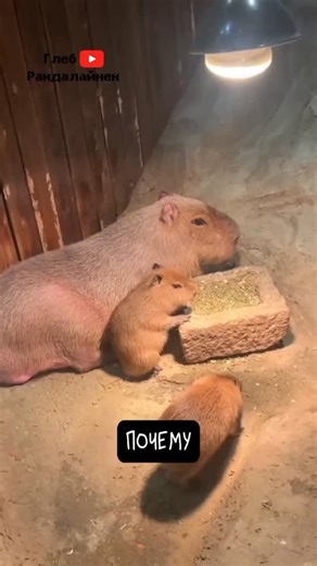 💛i love capybara 💗 on Instagram: "Capybara 💚 chewing and swimming Follow @lover_capybara for me Credit 979 tik tok Dm for credit or removal 💙🙏 #capybara #capybaras #capy #capybarasofinstagram #capybaralove #capys #bapycapybaras #babycapybara #coconutdog #animalmemes #animalmeme #capybarawalk #capybarashow #carpincho #carpinchos #zoo #capybaramemes #capybarameme #catmemes #raccoonmemes #capyworld #capybaralove #capycute #dailycapybara #cutecapybaras #cutecapybara #cute #capybaby #bapybara #c