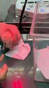 ⑤キンクマハムスターのツナマヨちゃんの治療、点眼、栄養補助、光線照射療法