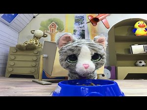 Little Kitten - My Favorite Cat. Game DIY