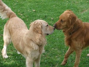 Gestation and reproduction of dogs ▷➡️ Postposmo