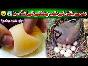 chukar partridge female lay egg without shell || HC Birds Information