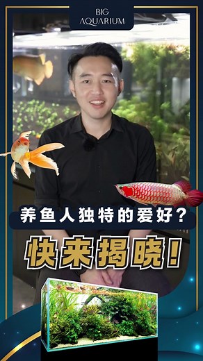 养鱼人的独特爱好与乐趣分享