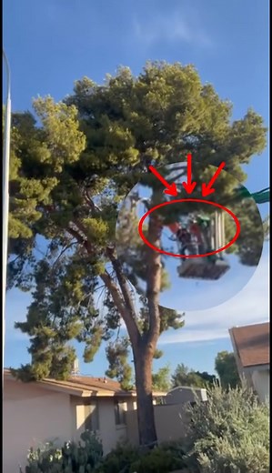 Hey guys! Aaron here with Arizona Yard Maintenance 🌿 Today we’re trimming and thinning out this pine tree — with two of our arborists up there doing what they do best 🌲💪 Using our new Genie 50 tow-behind boom lift to keep the job safer, easier, and efficient. Need tree service? We’re just a call away! ☎️ 480-238-1086 🌐 www.azyardmaintenance.com #ArizonaYardMaintenance #TreeTrimming #PineTree #ArboristLife #TreeService #BoomLift #GenieLift #TreeCare #TreeExperts #SafeTreeWork #LandscapingAZ #